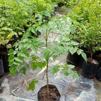 ราคา ต้นปีบหรือต้นกาสะลอง#สูง40-50เซนฯดอกมีกลิ่นหอม (4836077458)