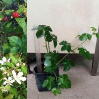 ราคา ต้นแบล็กเบอร์รี พันธุ์ ไพรม์แจน [Prime Jan Blackberry] จำนวน 1 ต้น (4454150665)