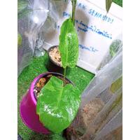 ราคา ต้นกวักพระพรหมด่างสวยๆถุกๆ (9472370301)