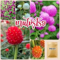 ราคา เมล็ดดอกบานไม่รู้โรย 300 เมล็ด สีแดง,ขาว,ชมพู,ส้ม,ม่วง ราคาส่ง (23731798616)