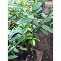 ราคา หนามดำหรือโอวฉีต้นทุเรียนเสียบยอด มี2ขนาดให้เลือกค่ะ (10429971799)