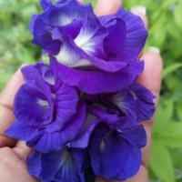 ราคา เมล็ดดอกอัญชัน​ กลีบซ้อน​ 5 ชั้น​ 20 เมล็ด (2020049612)