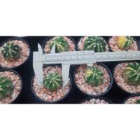 ราคา 5 ต้น 100.- กระบองเพชร อิชินอปซิสด่าง, ดาวล้อมเดือนด่าง (Echinopsis variegata) (5728476043)