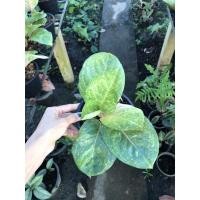 ราคา ต้นกำไรหยก (ไม้มงคล) (12358801749)