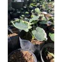 ราคา ต้นถุงเงินถุงทองไม้มงคล (12869154917)