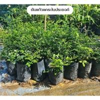 ราคา ต้นแก้วแคระใบประยงค์ ดอกหอม เป็นพุ่มสวย เสียหายจากขนส่งเคลมฟรี (26581735091)