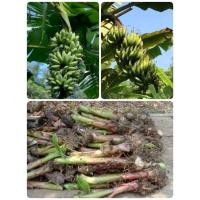 ราคา หน่อกล้วยไข่​หน่อกล้วยเล็บมือนาง​ (8844373243)