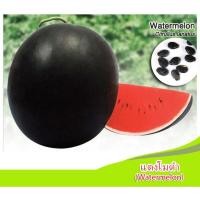 ราคา เมล็ดพันธุ์แตงโมดำ (watermelon) บรรจุ 25 เมล็ด (1391031547)
