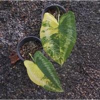 ราคา Schismatoglottiswallichii Variegated กวักพระพรหมด่าง (17105079002)