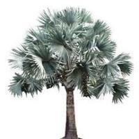 ราคา 10 ตาลฟ้า ปาล์มประดับ (15271165319)