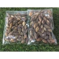 ราคา เมล็ดพันธุ์หูกระจง#ต้นหูกระจง#ต้นไม้#เมล็ด#เม็ด#พันธุ์#ไม้#พืช#tree#seed#plant#green#Terminalia ivorensis Chev. (3144353818)