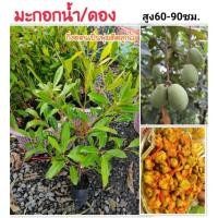 ราคา มะกอกน้ำ มะกอกดอง ต้นสูง60-90ซม.( มีของพร้อมส่ง) ส่งเคอรี่ (20938132909)