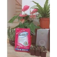 ราคา สตาร์เกิลจี (Dinotefuran)ขนาด1กิโลกรัม (5947424996)