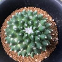 ราคา ต้นกระบองเพชร แมมปุยหิมะ Mammillaria bucareliensis ขนาดใหญ่ 8 cm (4531910980)