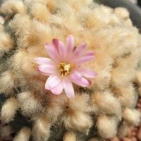 ราคา Lophophora fricii seeds (6800077102)