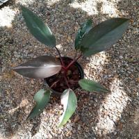 ราคา ได้กระถางในโพสเลยคะ แพคส่งทั้งกระถาง philodendron pink princess ฟิโลเดนดรอนเจ้าหญิงสีชมพู ฟิโลเดนดรอนด่างชมพู (10347332752)