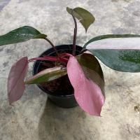 ราคา ต้น ฟิโลเดนดรอน พิ้งปริ้นเซส ด่างชมพู Philodendron pink princess (จำนวน 1 ต้น) (18469836595)