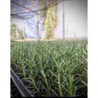 ราคา ต้นกล้าโรสแมรี่/10 /โรสแมรี่ปักชำ Rosemary​ /สมุนไพรฝรั่ง (14165690482)