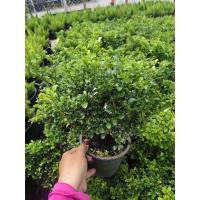 ราคา ต้นแก้วแคระดอกหอมกระถาง 6นิ้ว (41708544444)