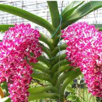 ราคา 3 ต้นกล้วยไม้สกุลช้าง กล้วยไม้ช้างพลาย เป็นกล้วยไม้พันธุ์แท้ให้ดอกเป็นช่อกระจะ พร้อมกระถาง 2 นิ้ว (4064708686)