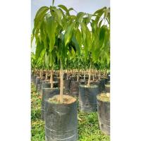 ราคา ต้นมะม่วงเบาใต้ทาบกิ่ง (24769348131)