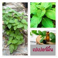 ราคา ต้นมินต์ เมนทอล ต้นเมนทอล มิ้นท์ สมุนไพรฝรั่ง ส่งพร้อมถุงเพาะ5นิ้ว (25291971263)