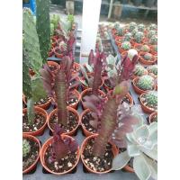 ราคา 1 กระถาง ต้นกระบองเพชรแดง สวยงาม (7368825777)