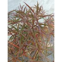 ราคา #หูกระจงแดง ไซส์ใหญ่ทรงพุ่ม สูง 80-90ซม. (24679686082)