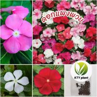 ราคา เมล็ดดอกแพงพวย 50 เมล็ด ดอกแพงพวยคละสี (44072133566)
