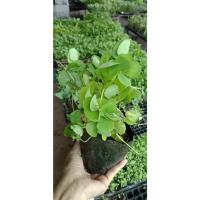 ราคา ต้นพันธุ์ผักแว่น ผักแว่นน้ำ ผักลิ้นปี่หรือหนูเต๊าะ พร้อมปลูกในถุงดำ ถุงละ 29 บาท (20994406132)