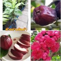 ราคา (vาย ต้นพันธุ์) ต้น ต้นชมพู่มะเหมี่ยว ชมพู่มะเหมี่ยว ชมพู่ มะเหมี่ยว fadel (13375767744)