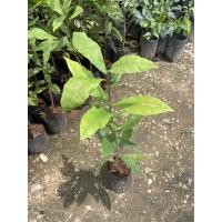 ราคา ต้นจิกน้ำ ประเภทไม้ผลัดใบ (8760774627)