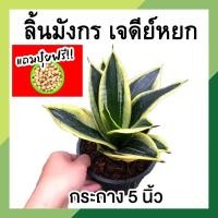 ราคา *แถมปุ๋ยฟรี* ลิ้นมังกร ลิ้นมังกรเจดีย์หยก พร้อมกระถาง 5 นิ้ว หยกมรกต ขอบทองสวยงาม ฟอร์มสวย ต้นไม้มงคล ต้นไม้หายาก ทนแดด (16207187407)