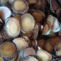 ราคา กวางเขากวางขี้ผึ้งชิปกวางเขากวางของแท้แท้ทั้งหมดขี้ผึ้งชิปพรีเมี่ยม 50702 (28086282011)