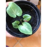 ราคา บอนสีชายชล เบบี๋ชายชล บอนสีป้ายแล้ว (14545108980)