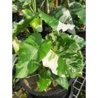ราคา บอนหูช้างด่างขาว ไม้ด่างยอดนิยม ด่างวากิว ด่างฮาฟ ด่างทุกใบ หน่อแบ่ง ราคาไม่แรง Alocasia gageana variegated ช้างขาว (23837587473)