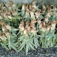 ราคา หน่อพันธุ์สับปะรดปัตตาเวีย เนื้อสีเหลืองหวานฉ่ำ(10หน่อ/ชุด) (4550486888)