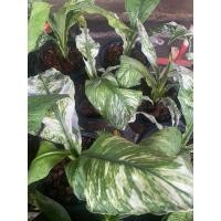 ราคา เดหลีใบด่าง กระถาง 6 นิ้ว ปลูกในห้องนอน ฟอกอากาศได้ (26986738230)