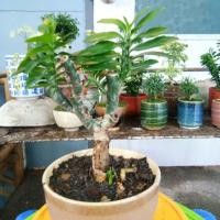 ราคา บันไดเศรษฐีพร้อมกระถาง (1655088769)