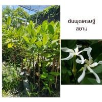 ราคา ต้นพุดเศรษฐีสยาม แข็งแรง พร้อมปลูก (26606533317)