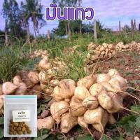 ราคา เมล็ดพันธุ์ มันแกวตะเภา มันแกวกินสด มันแกว 50 เมล็ด [10 แถม 1 คละได้] (25735673086)