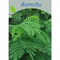 ราคา ต้นกล้ากระถิน ต้นกระถิน (21393551120)