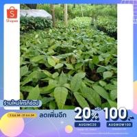 ราคา เหลือ 15.- โค้ด AUGINC20 โกโก้ต้น พันธุ์ชุมพร ต้นโกโก้ ต้นอ่อนโกโก้ โกโก้พันธุ์ชุมพร (8568867448)