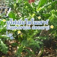 ราคา Euphorbia decaryiยูโฟเบียไดโนเสาร์ (10036418198)