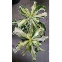 ราคา ต้นชวนชมด่าง Superbar (ซุปเปอร์บาร์) (16883683479)