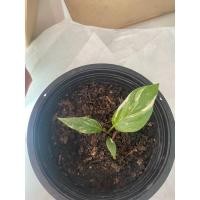 ราคา เสน่ห์จันทร์ประกายดาว (11435704735)