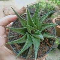 ราคา ฮาโวเทีย(ต้นฮาโวเทีย ม้าเวียน) (4839542704)