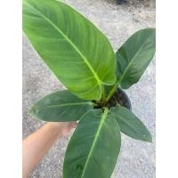 ราคา ต้นเศรษฐีรวยทรัพย์ ไม้มงคล กระถาง 6 นิ้ว (20494070145)