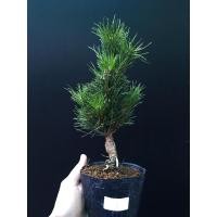 ราคา สนดำญี่ปุ่นใบสั้นSenjumaru Japanese black pine (3893512262)