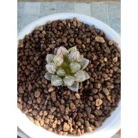 ราคา haworthia black obtusa variacated (22520719785)